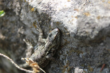 Sceloporus grammicus 2