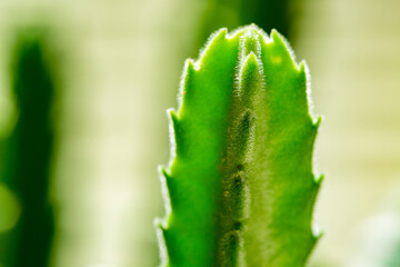 cactus close up