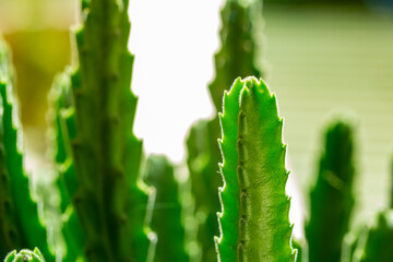 close up of cactus plant.