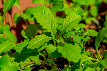 Fresh green organic Chinese leaves plants.