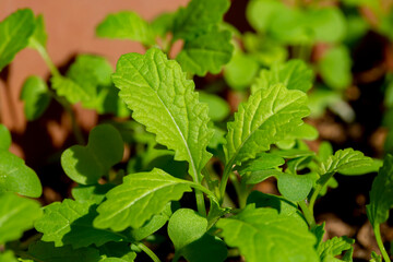 Fresh green organic Chinese leaves plants.