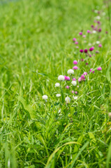 草の中のセンニチコウの花