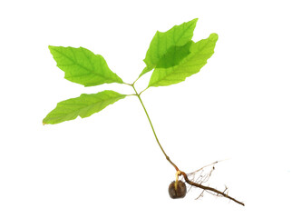 young oak plant with root isolated on white background