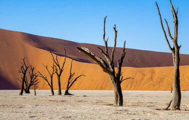 Fototapeta na wymiar Namibia - Deadvlei