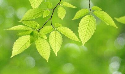 Fototapeta na wymiar fresh green leaves growing in spring