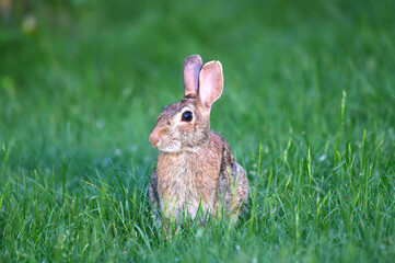 close up on wild rabbit crawl on the lawn
