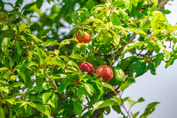 大きなスモモの木