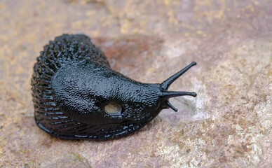 Black slug (Arion ater) with exposed pneumostome