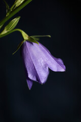 Wild purple flower blossom close up campanula persicifolia family campanulaceae high quality background big size print