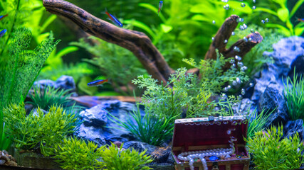 Freshwater aquarium decorated in pseudo-sea style. Aqua scape and aqua design.