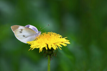 Butterflies and dandelion flower