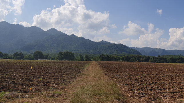 field of wheat in summer