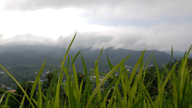 green grass and blue sky