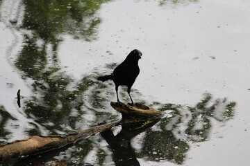raven on a branch