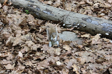 Squirrel in fallen leaves
