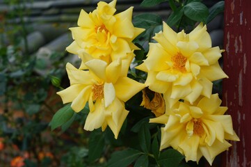 wall yellow roses