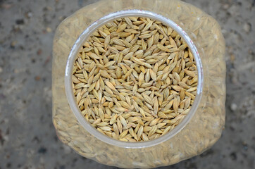 closeup bunch the ripe yellow brown pot barley beans in the plastic bowl over out of focus wooden brown background.