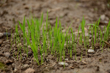 closeup the green ripe paddy plant soil heap in the farm over out of focus brown background.