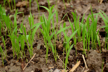closeup the green ripe paddy plant soil heap in the farm over out of focus brown background.