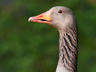 Portrait of a Greylag Goose (Anser anser), Germany
