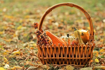 Autumn harvest.Pumpkins set  and corn cobs in a basket in the autumn sunny garden.Autumn vegetables...