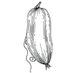 Cucumber vegetables sketch vector illustration. Engraved style. Product on the agricultural market. The best situated for design menu, label, badges, banners and promotion. 