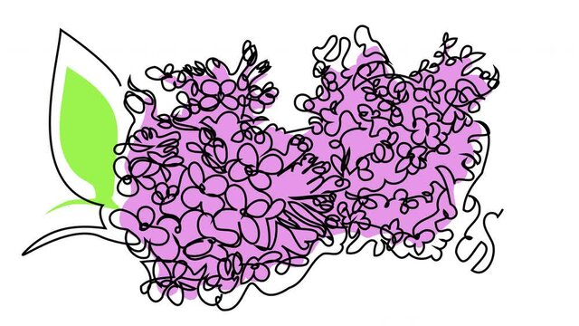 4K animation drawing lilacs on a white background. Video with the appearance of a purple flower. Decorating the clip, illustration for the video blog, romance. Self-drawing lilacs with colored spots.