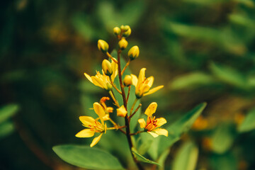 Beautiful Branch With Beautiful Yellow Flowers. WildFlowers