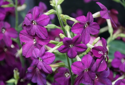 Stunning cluster of Flowering Tobacco 'Perfume Deep Purple'