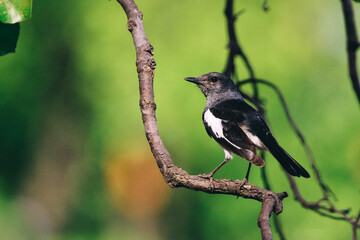 Oriental Magpie Robin on Branch. Birds. Wildlife of India. 