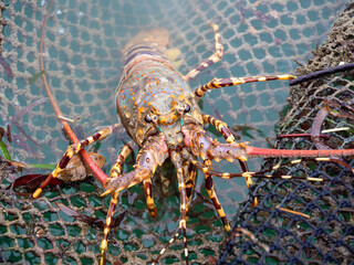 Close up Painted spiny lobster climbing on the net in the fish cage and lobster farm in the south...