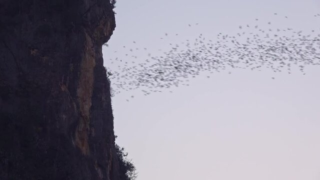 Tens of thousands o small bats leave their daytime cave roost to spend the night hunting for bugs in the plantations and rice fields.