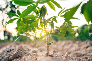 Close-up cassava green leaf and light of sun with blue sky.