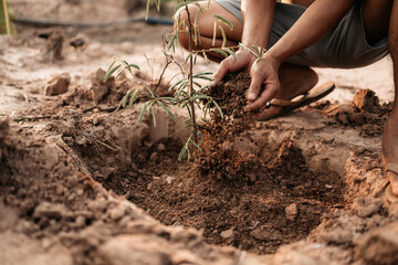 Man plants a small tamarind tree. Farm and argiculture at countryside concept.