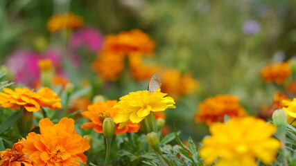 マリーゴールドとしじみちょう