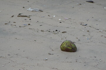 coconut on the beach