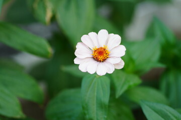 white flower in a garden