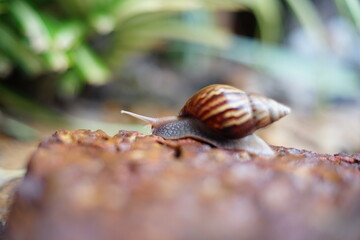 Snail life on the brick crawling find some food and blur green leaf background in the garden