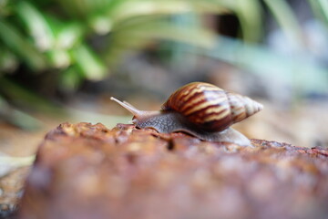Snail life on the brick crawling find some food and blur green leaf background in the garden