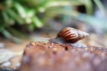 Snail life on the brick crawling find some food and blur green leaf background in the garden