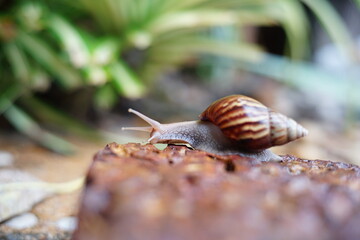 Snail life on the brick crawling find some food and blur green leaf background in the garden