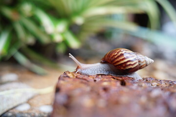 Snail life on the brick crawling find some food and blur green leaf background in the garden