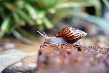 Snail life on the brick crawling find some food and blur green leaf background in the garden