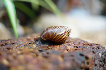 Snail life on the brick crawling find some food and blur green leaf background in the garden