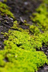 close up of green moss in nature background.