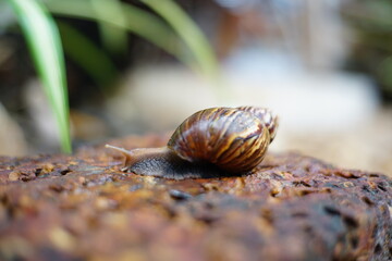 Snail life on the brick crawling find some food and blur green leaf background in the garden