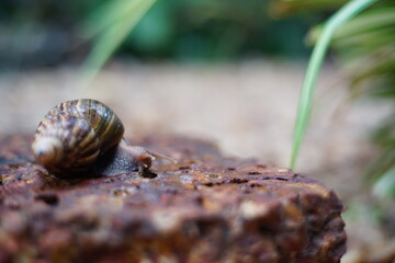 Snail life on the brick crawling find some food and blur green leaf background in the garden