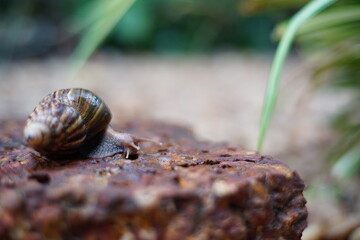 Snail life on the brick crawling find some food and blur green leaf background in the garden