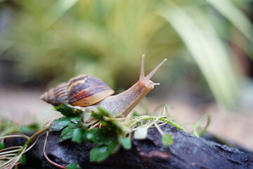 Snail life on the green leaf and wood crawling find some food on the garden with blur background