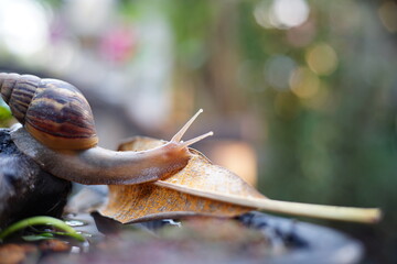 Snail life on dry leaf and wood crawling find some food on the garden with blur background and bokeh